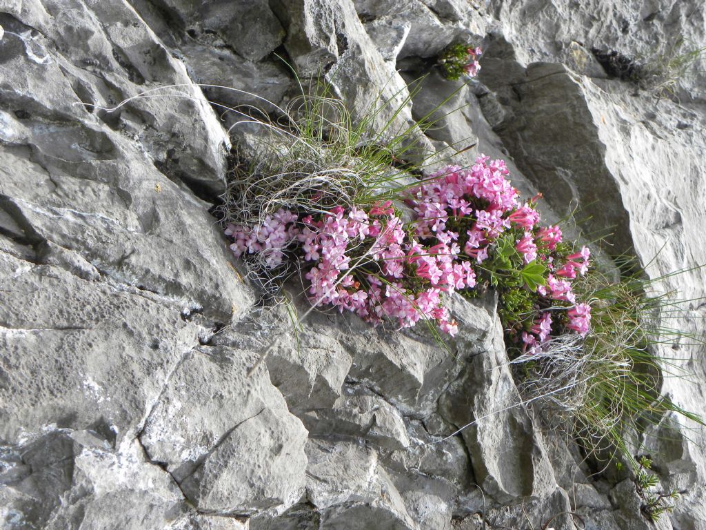 Daphne petraea